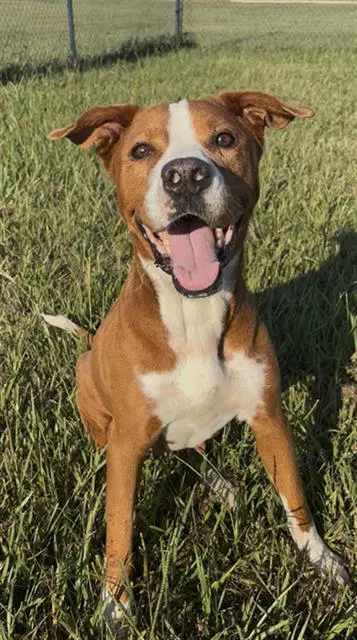 Penelope - English Pointer