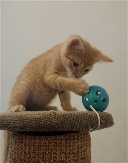 DEWEY, a cat for adoption from Fort Bend County Animal Services