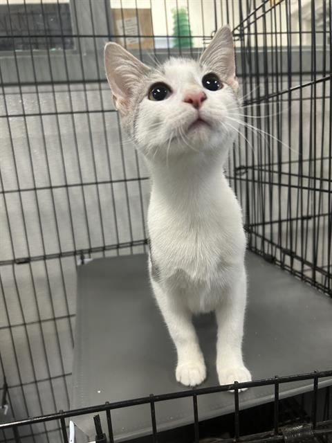 picture of the cat needing adoption