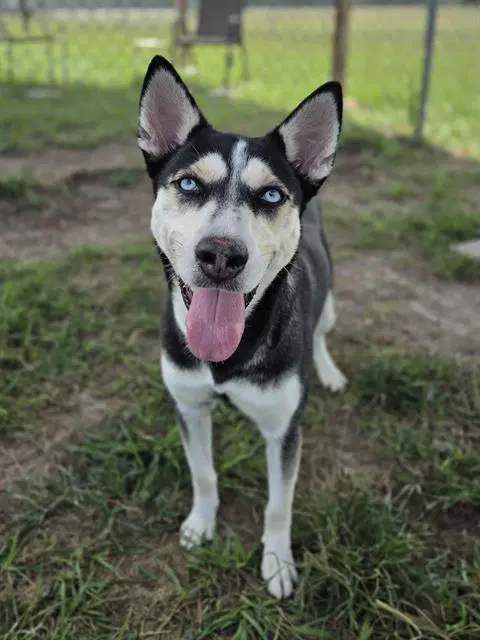 Misha image 1