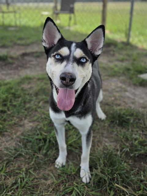 Misha