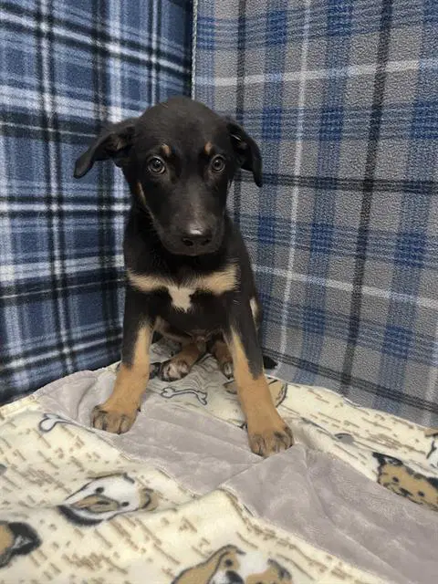 Holden - German Shepherd Dog