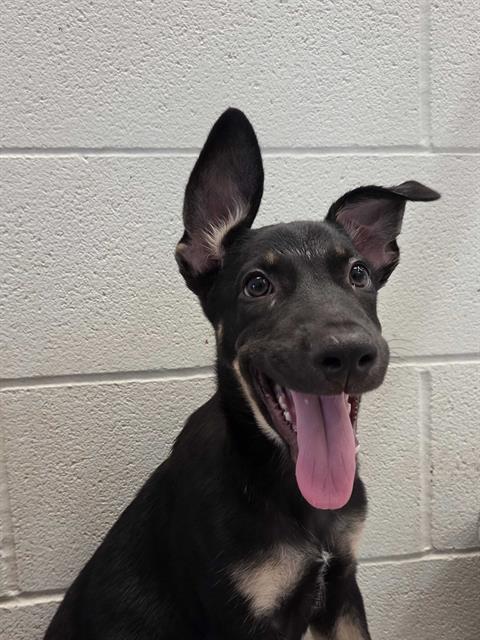 picture of the dog needing adoption