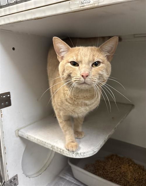 picture of the cat needing adoption