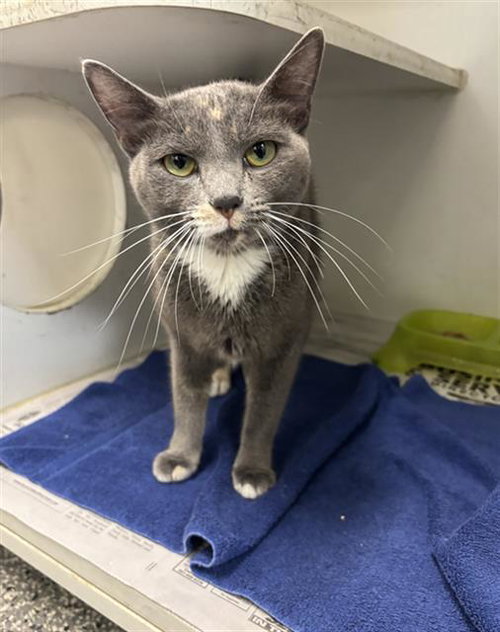 picture of the cat needing adoption