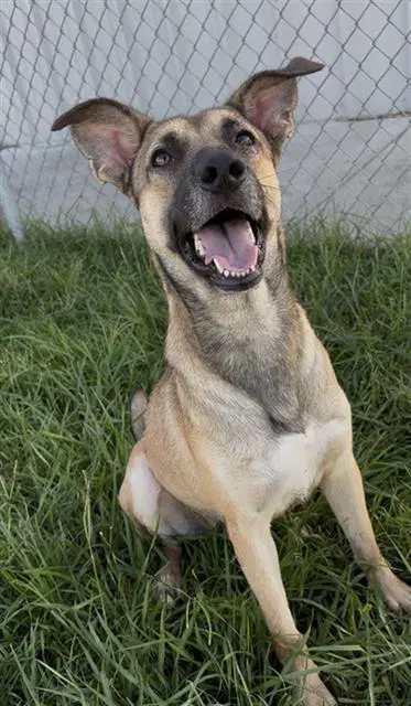 Tempest - German Shepherd Dog