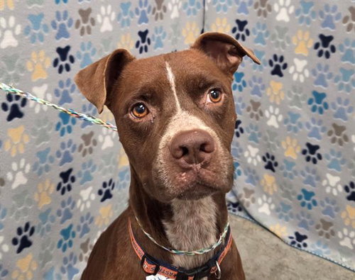 picture of the dog needing adoption