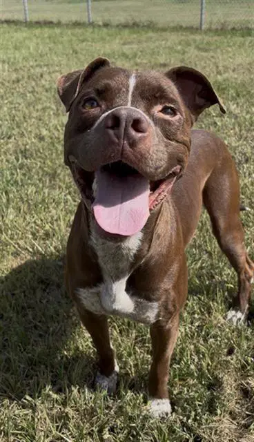 Briggs - Pit Bull Terrier