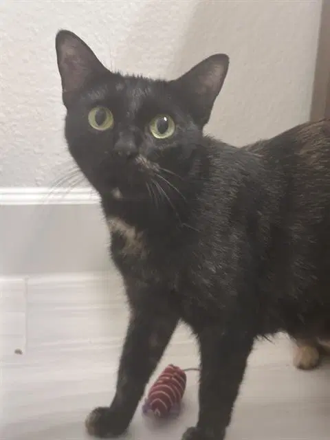 Tortellini - Domestic Short Hair