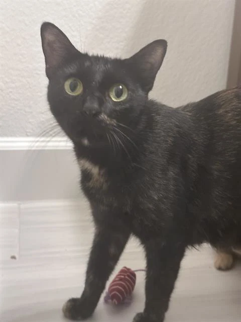 Tortellini