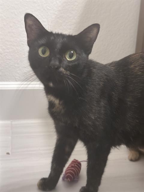 TORTELLINI, a cat for adoption from Fort Bend County Animal Services