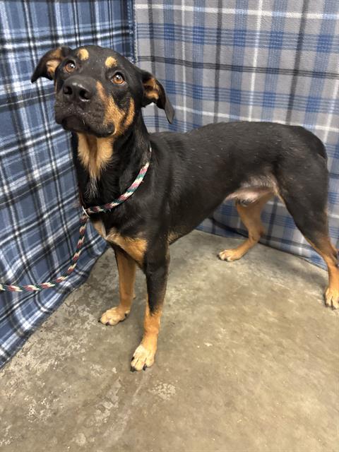 picture of the dog needing adoption