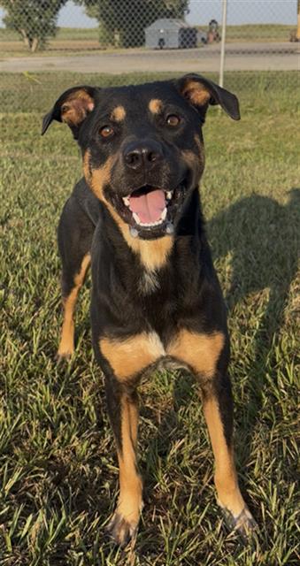 GENESIS, a dog for adoption from Fort Bend County Animal Services