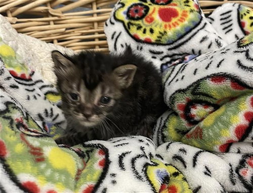 picture of the cat needing adoption