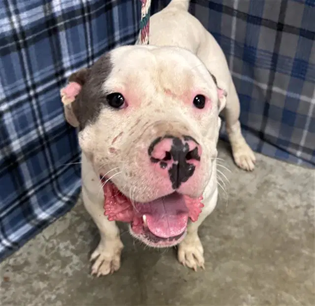 Galileo - American Bulldog