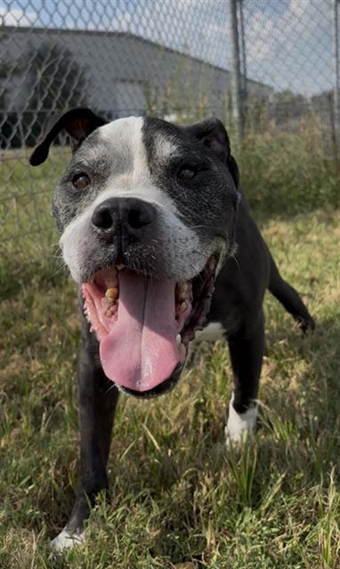 FESTUS, a dog for adoption from Fort Bend County Animal Services