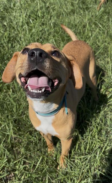 picture of the dog needing adoption