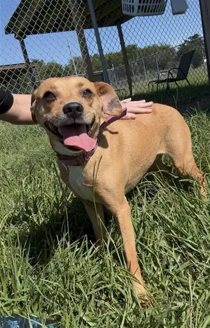 Trina - Chihuahua