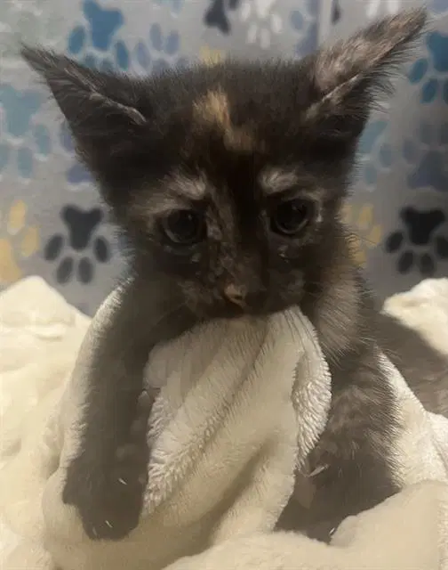 Hannah - Domestic Short Hair