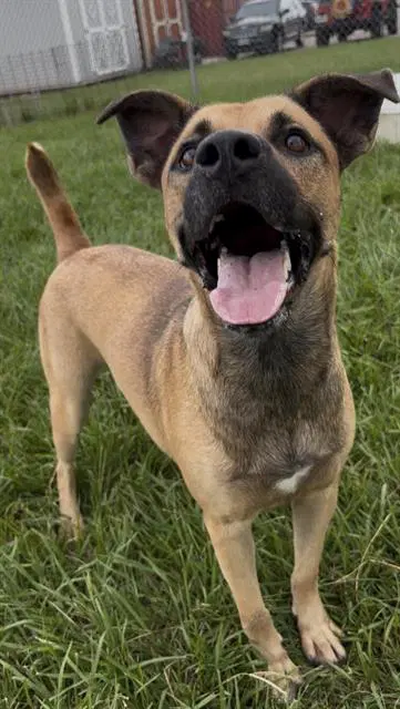 Shiloh - Black Mouth Cur