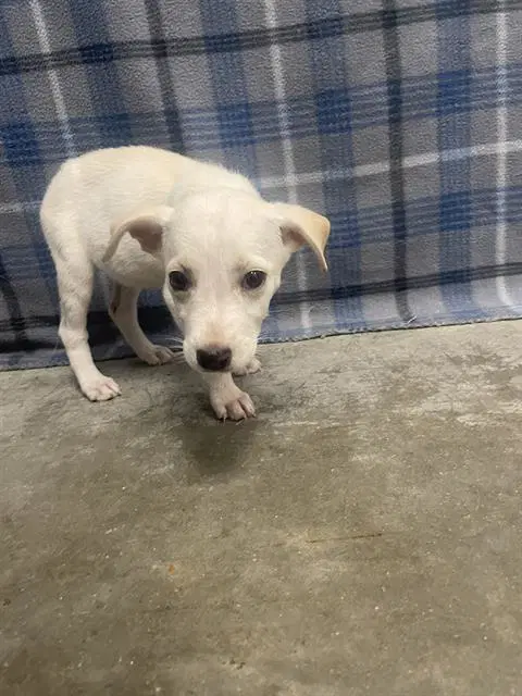 Unknown - Labrador Retriever