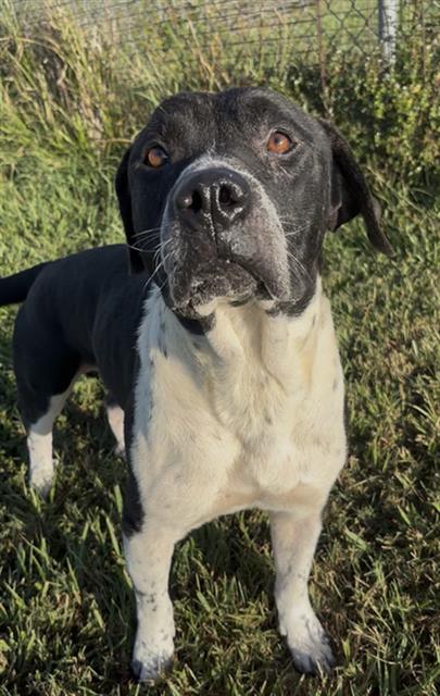 SKINNER, a dog for adoption from Fort Bend County Animal Services