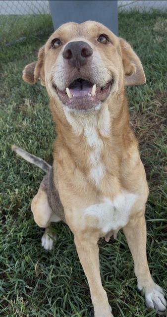 EMBER, a dog for adoption from Fort Bend County Animal Services