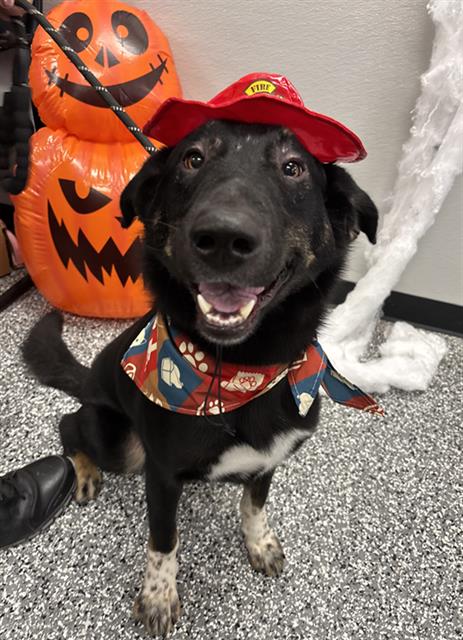 Smokey, German Shepherd Dog / Mixed (medium coat)