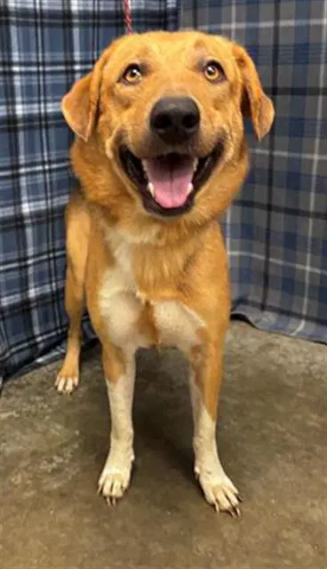 Birch - Labrador Retriever