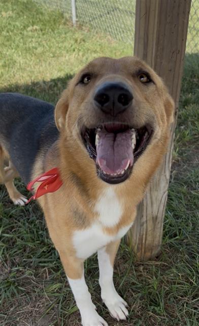 BIRCH, a dog for adoption from Fort Bend County Animal Services