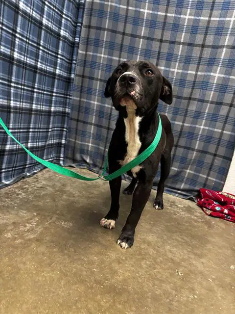 Shadow - American Staffordshire Terrier