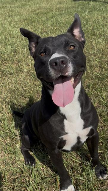 SHADOW, a dog for adoption from Fort Bend County Animal Services