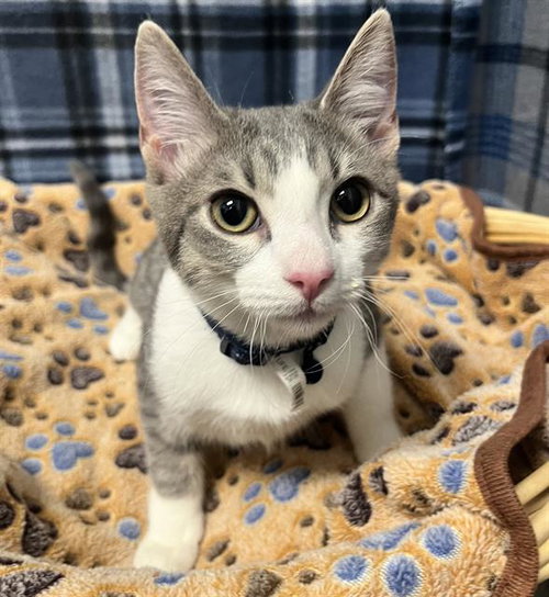 Jax, Domestic Short Hair (medium coat)