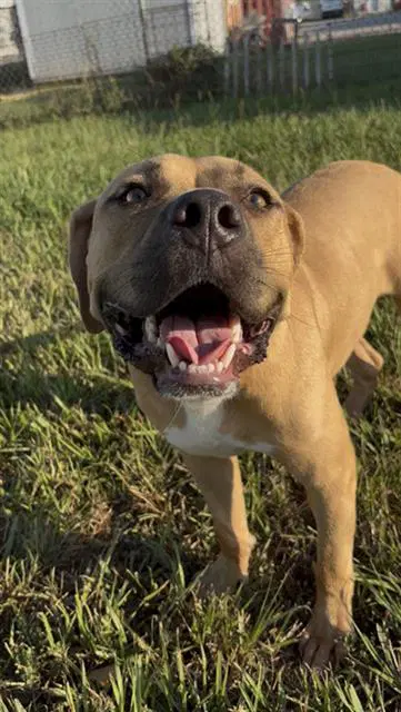 Bubbie - Staffordshire Bull Terrier