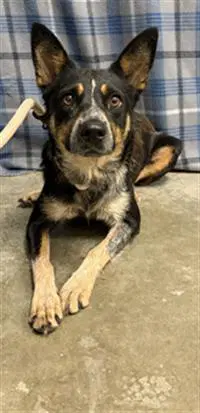 Shania - Australian Cattle Dog/Blue Heeler