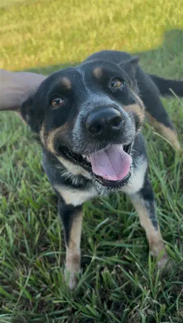 Shania - Australian Cattle Dog/Blue Heeler