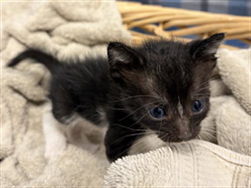 picture of the cat needing adoption