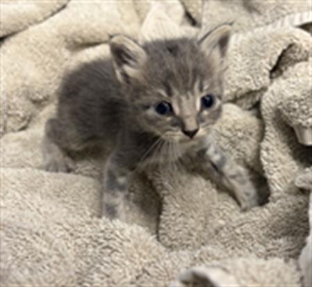 picture of the cat needing adoption