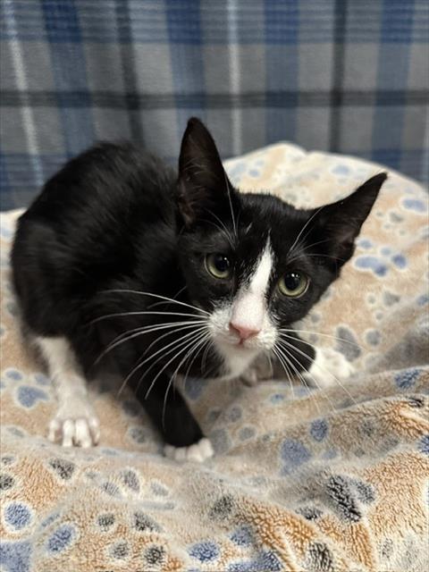 picture of the cat needing adoption