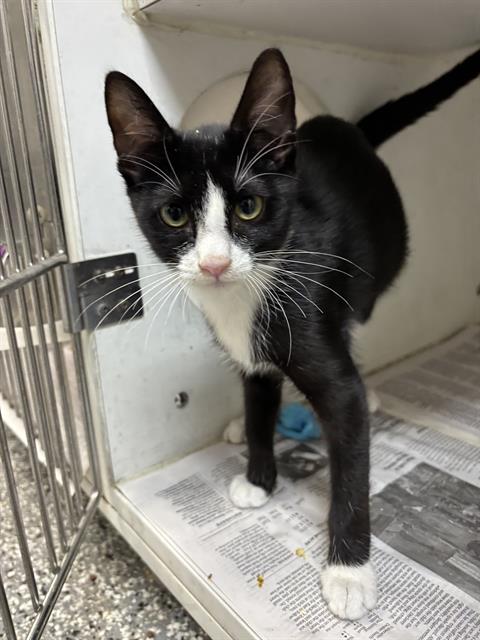 BOBRIAN, a cat for adoption from Fort Bend County Animal Services