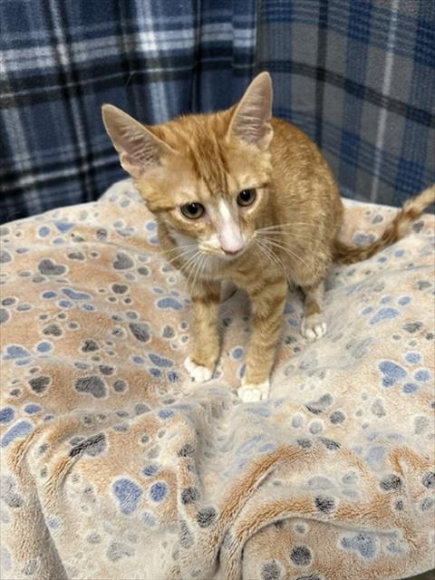 picture of the cat needing adoption