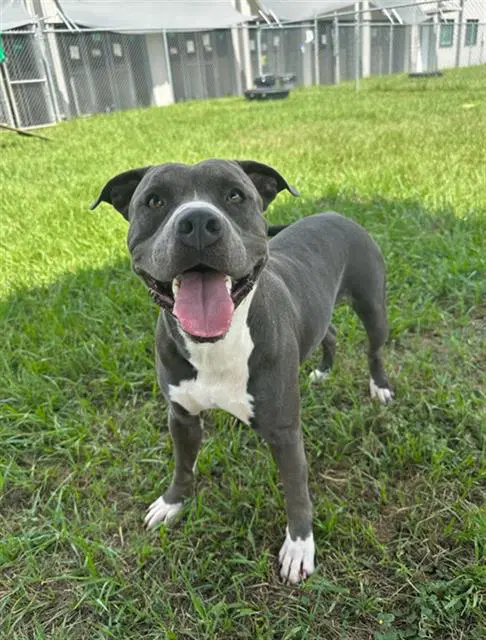 Bo - American Bulldog