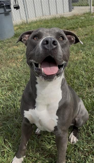 Bo, American Bulldog (medium coat)