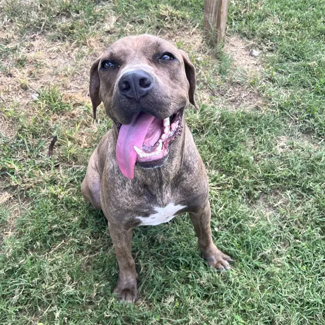 Pookie - Staffordshire Bull Terrier