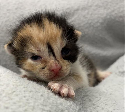picture of the cat needing adoption
