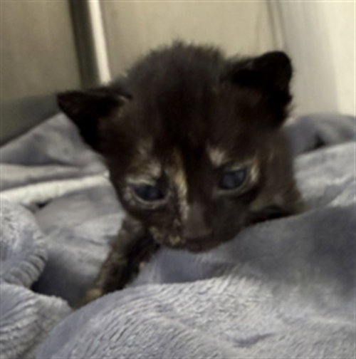 picture of the cat needing adoption