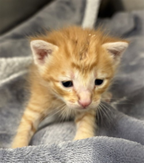 picture of the cat needing adoption