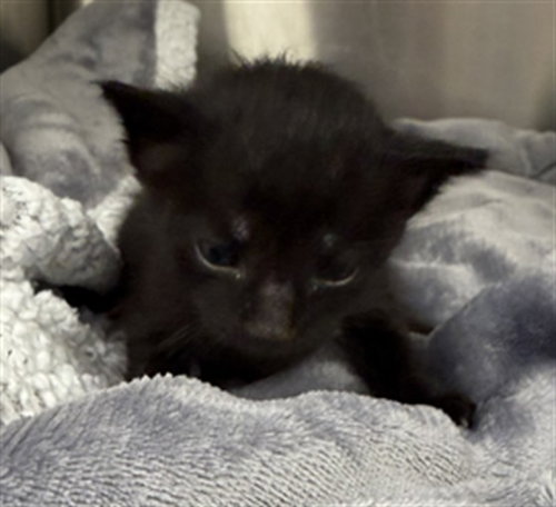 picture of the cat needing adoption