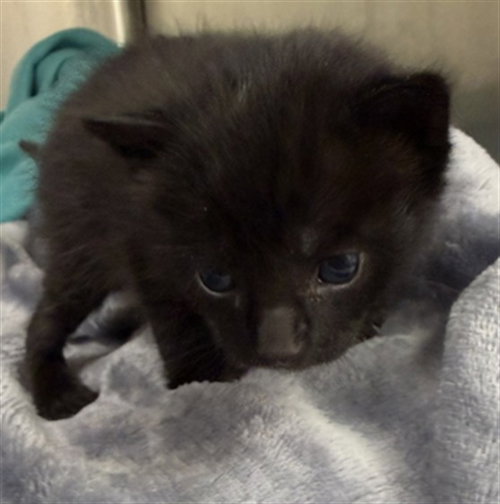 picture of the cat needing adoption