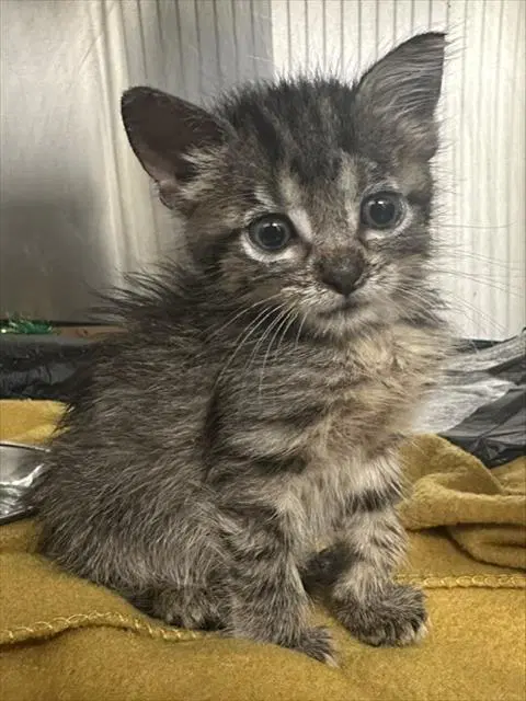 Latte - Domestic Short Hair